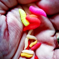 Enterprise Imitation Mixed Fluoro Maggots